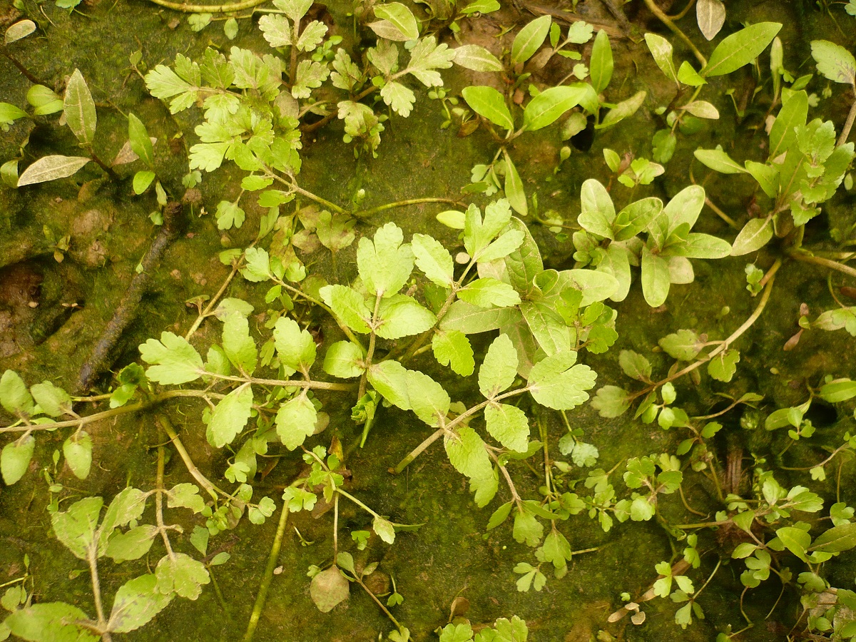 Helosciadium repens (Apiaceae)